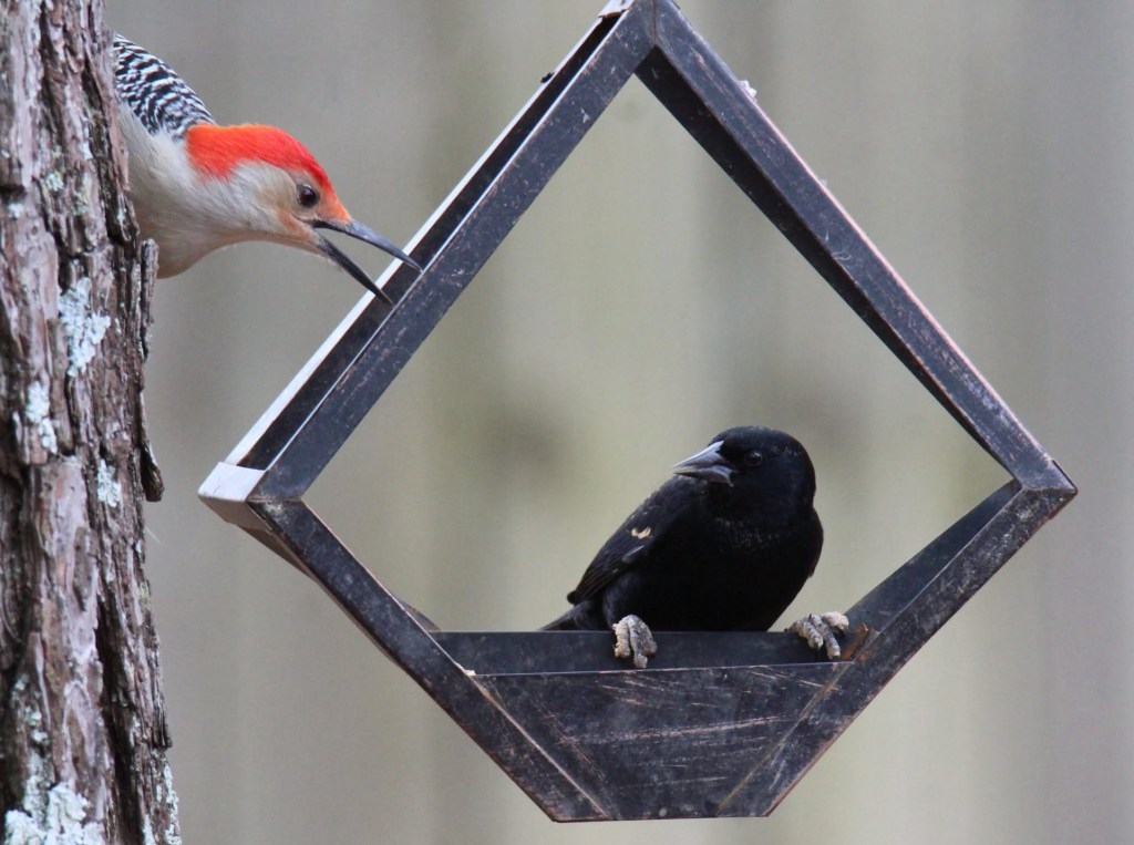 Red-bellied woodpecker trying to intimidate young blackbird on feeder