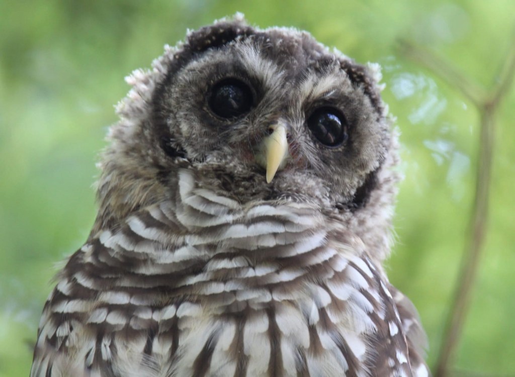 Barred Owl closeup