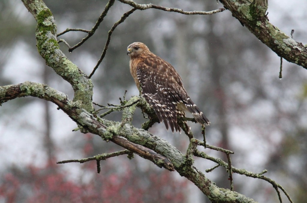 red shouldered hawk in winter