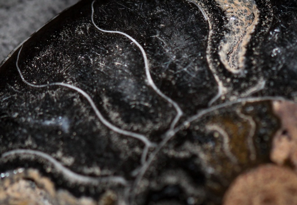 Macrophoto of Ammonite